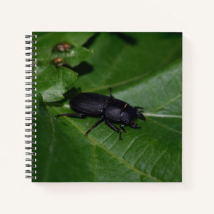 Dorcus parallelipipedus , der kleinere Hirschkäfer Notizbuch