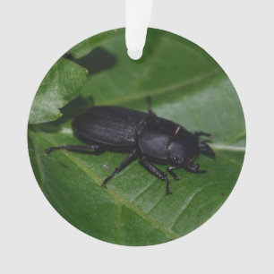 Dorcus parallelipipedus , der kleinere Hirschkäfer Ornament