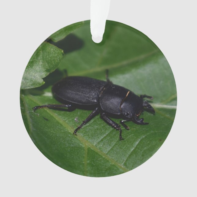 Dorcus parallelipipedus , der kleinere Hirschkäfer Ornament (Vorderseite)
