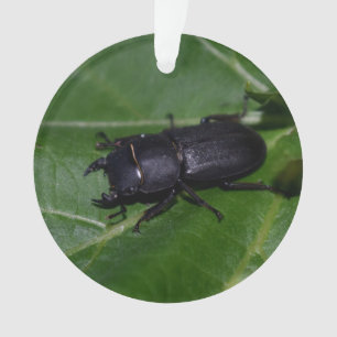 Dorcus parallelipipedus , der kleinere Hirschkäfer Ornament