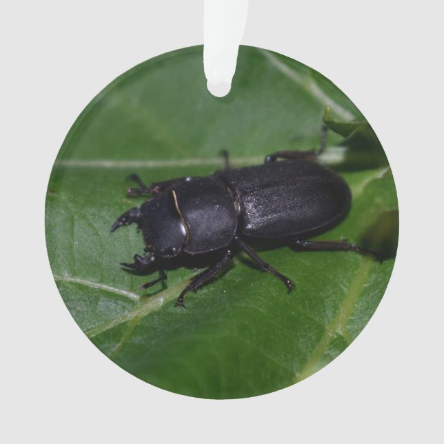 Dorcus parallelipipedus , der kleinere Hirschkäfer Ornament (Vorderseite)