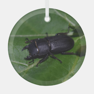 Dorcus parallelipipedus , der kleinere Hirschkäfer Ornament Aus Glas