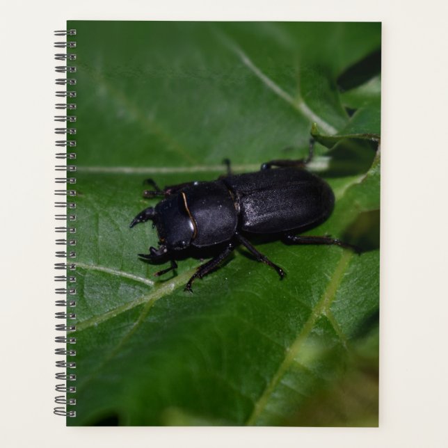 Dorcus parallelipipedus , der kleinere Hirschkäfer Planer (Vorderseite)