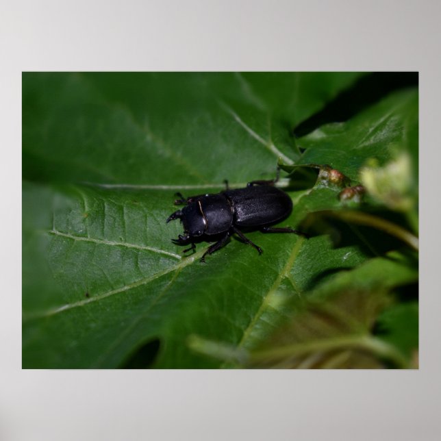 Dorcus parallelipipedus , der kleinere Hirschkäfer Poster (Vorne)