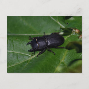 Dorcus parallelipipedus , der kleinere Hirschkäfer Postkarte