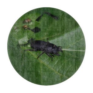 Dorcus parallelipipedus , der kleinere Hirschkäfer Schneidebrett