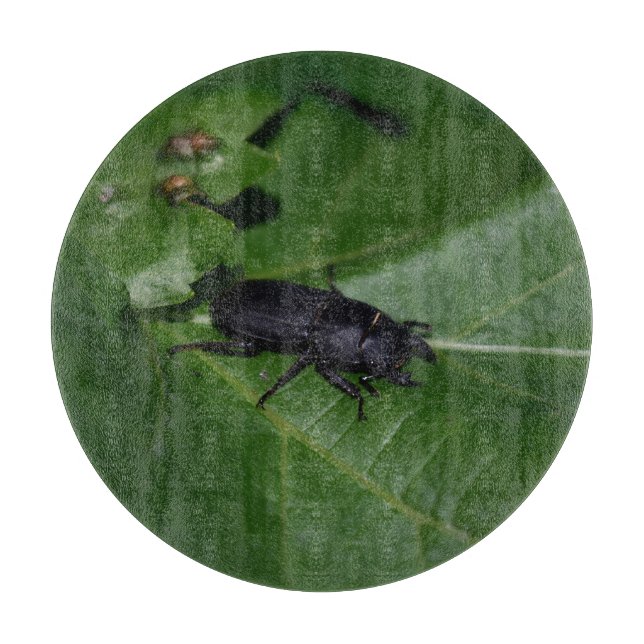 Dorcus parallelipipedus , der kleinere Hirschkäfer Schneidebrett (Vorderseite)