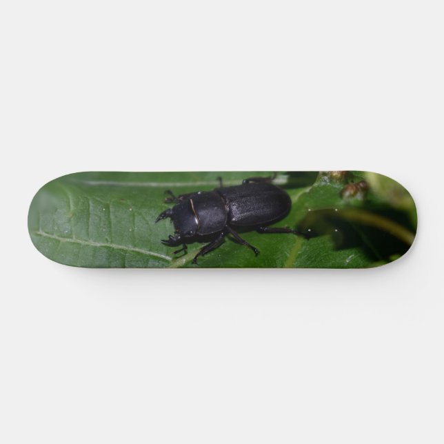 Dorcus parallelipipedus , der kleinere Hirschkäfer Skateboard (Horizontal)
