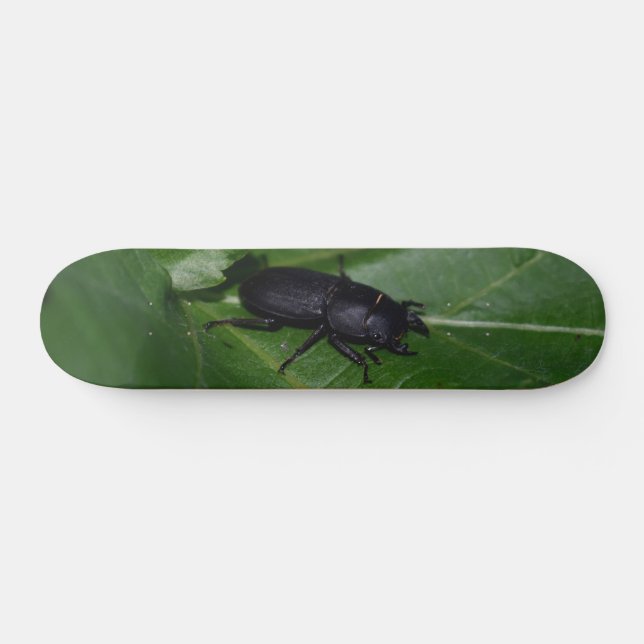 Dorcus parallelipipedus , der kleinere Hirschkäfer Skateboard (Horizontal)