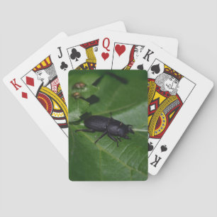 Dorcus parallelipipedus , der kleinere Hirschkäfer Spielkarten