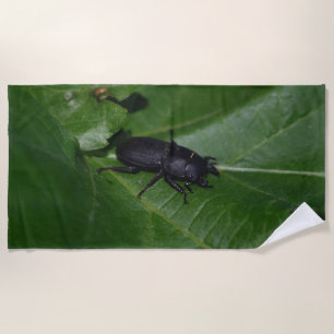 Dorcus parallelipipedus , der kleinere Hirschkäfer Strandtuch