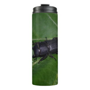 Dorcus parallelipipedus , der kleinere Hirschkäfer Thermosbecher