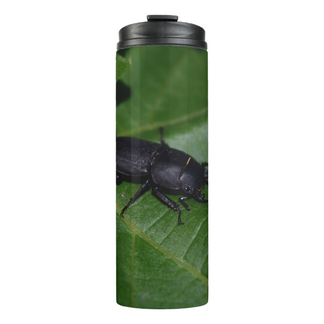 Dorcus parallelipipedus , der kleinere Hirschkäfer Thermosbecher (Vorderseite)