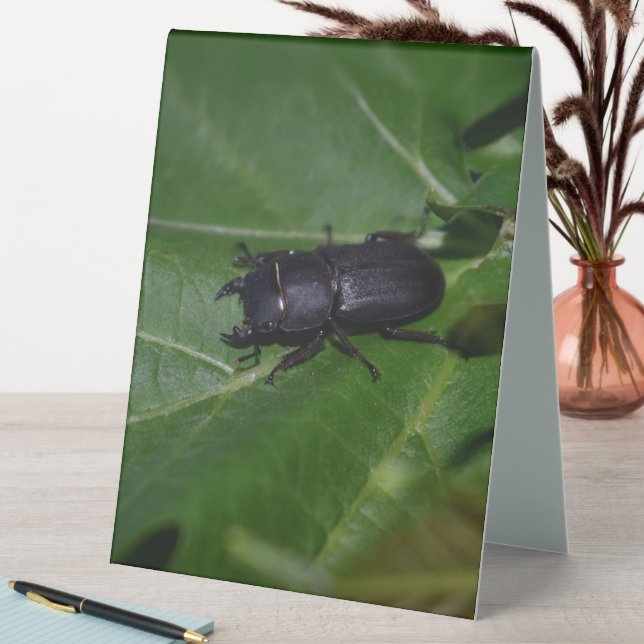 Dorcus parallelipipedus , der kleinere Hirschkäfer Tischaufsteller (In Situ (Tisch))