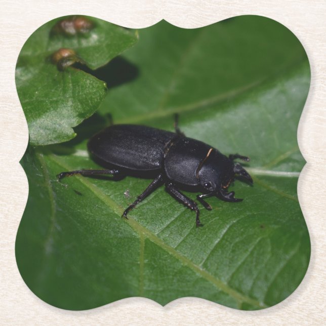 Dorcus parallelipipedus , der kleinere Hirschkäfer Untersetzer (Vorderseite)