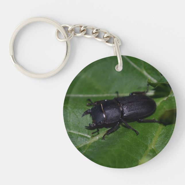 Dorcus parallelipipedus, le moindre dendroctone du (Devant)