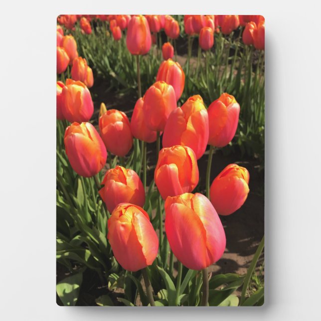 Dordogne Tulips, Oregon Fotoplatte (Vorderseite)