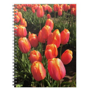 Dordogne Tulips, Oregon Notizblock