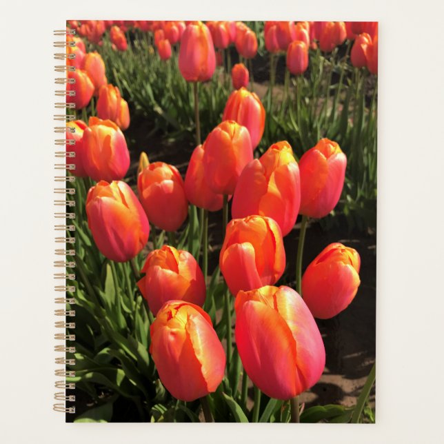 Dordogne Tulips, Oregon Planer (Vorderseite)