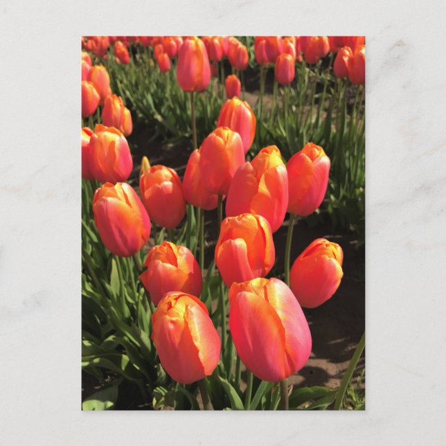 Dordogne Tulips, Oregon Postkarte (Vorderseite)