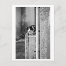 Dorfgemüsekatze