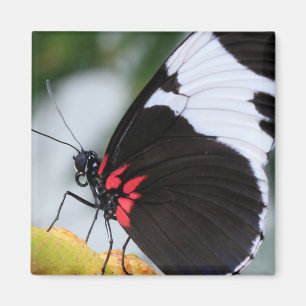Doris Longwing Butterfly Magnet