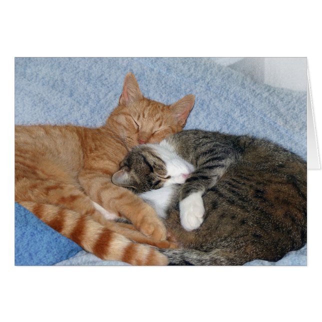 Dormir des charmantes (Devant horizontal)