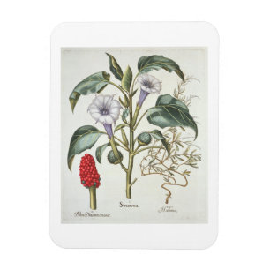 Dorn Apple, vom "Hortus Eystettensis" durch Bas Magnet