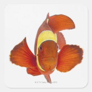 Dorn-Backe anemonefish (Premnas biaculeatus) Quadratischer Aufkleber