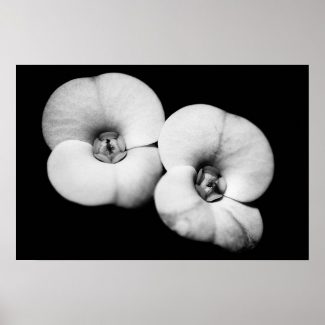 Dornenkrone Poster (Vorne)