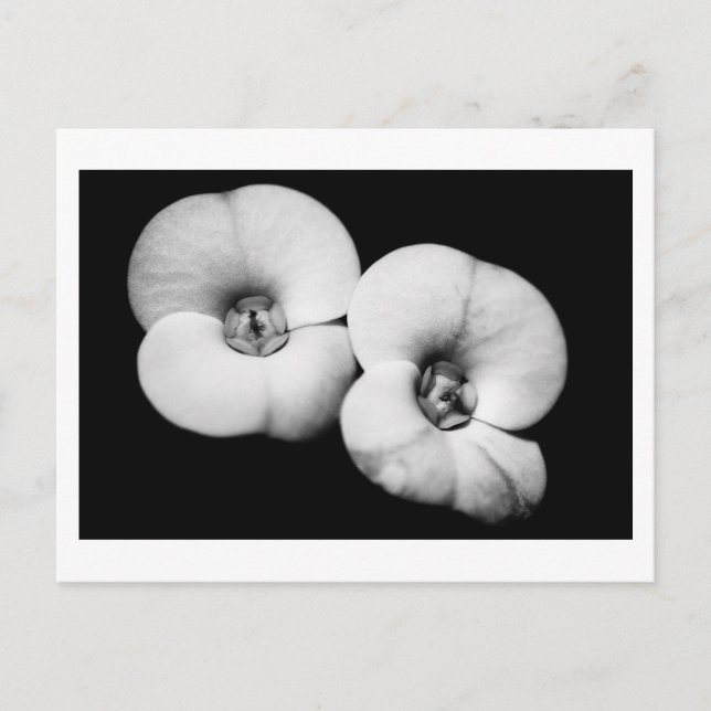 Dornenkrone Postkarte (Vorderseite)