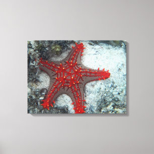 Dornenkrone Starfish auf dem Korallenriff Leinwanddruck