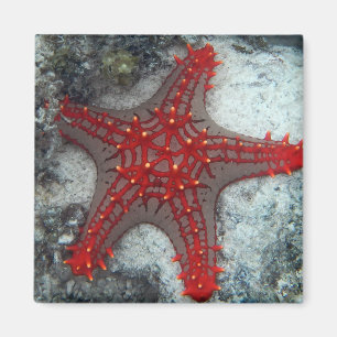 Dornenkrone Starfish auf dem Korallenriff Magnet