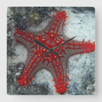 Dornenkrone Starfish auf dem Korallenriff