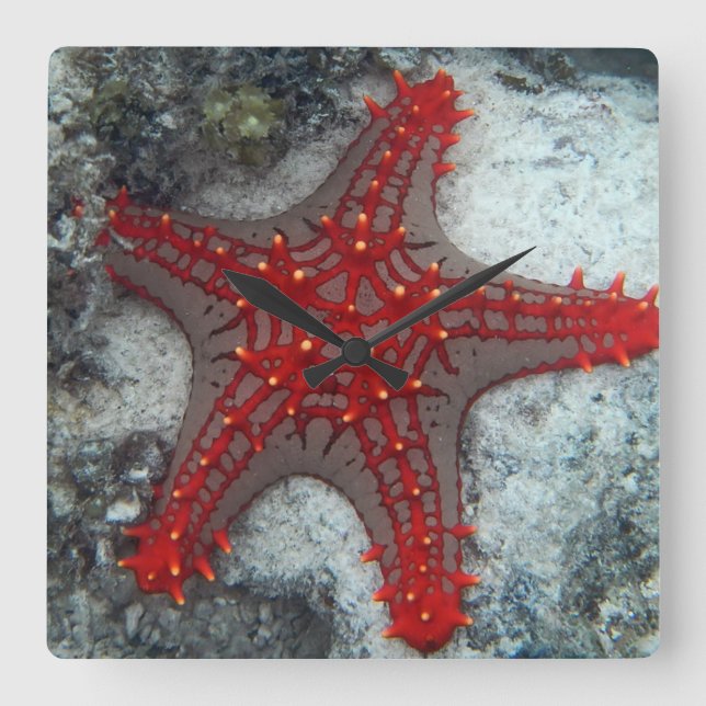 Dornenkrone Starfish auf dem Korallenriff Quadratische Wanduhr (Vorderseite)
