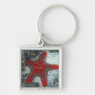 Dornenkrone Starfish auf dem Korallenriff Schlüsselanhänger