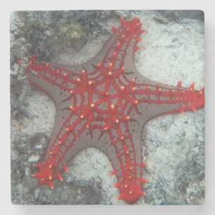 Dornenkrone Starfish auf dem Korallenriff Steinuntersetzer