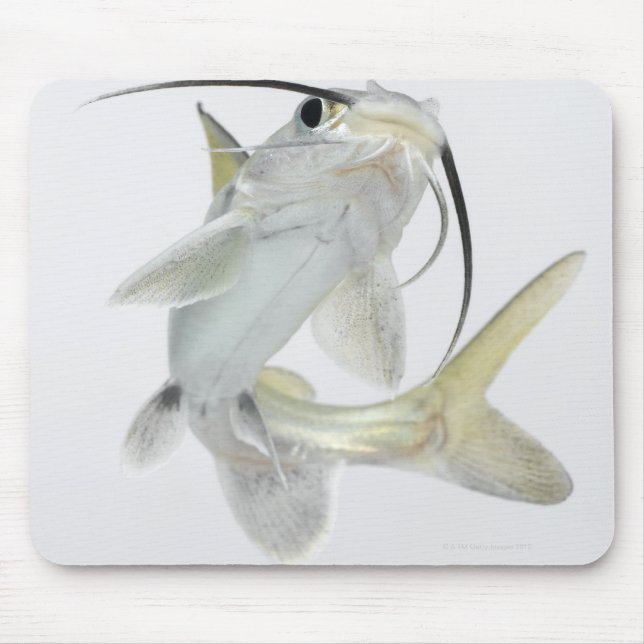 Dornhai (Hexanematichthys seemanni) Mousepad (Vorne)