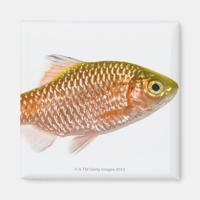 Dornhai (Puntius conchonius) Magnet (Vorne)