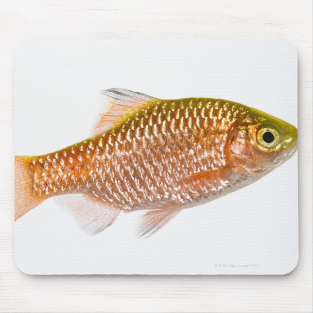 Dornhai (Puntius conchonius) Mousepad (Vorne)
