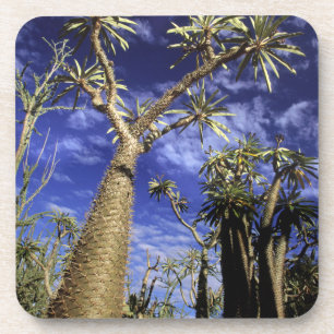 Dorniger Wald aus Pachypodium-Bäumen Getränkeuntersetzer