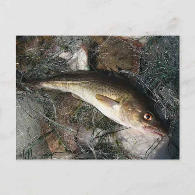 Dorsch in der Ostsee. Postkarte (Vorderseite)