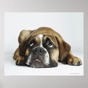 Dorset Old Tyme Bulldog Poster