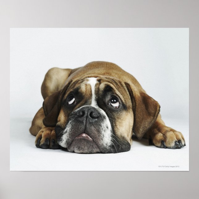 Dorset Old Tyme Bulldog Poster (Vorne)
