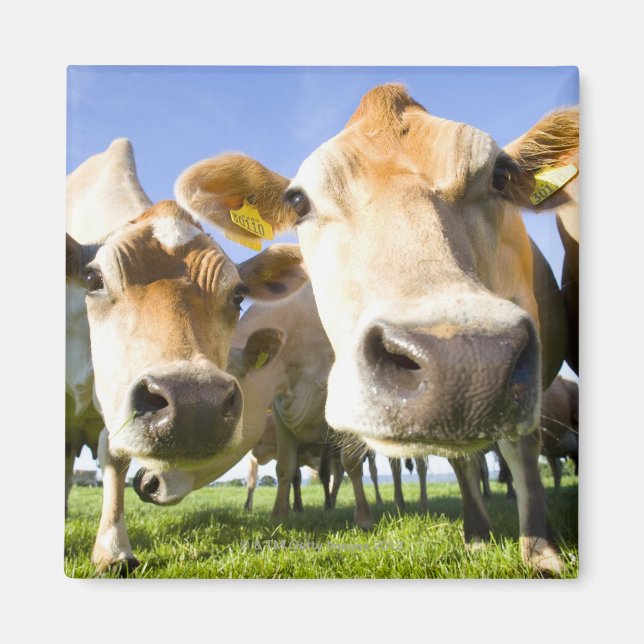 Dorset, UK Magnet (Vorne)