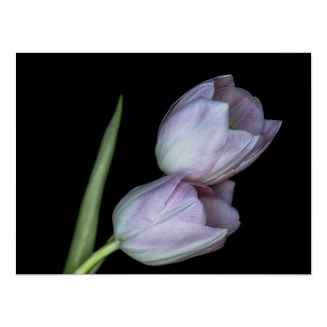 Dos tulipanes abrazándose poster (Vorderseite)
