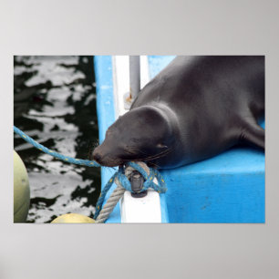 Dösende Galapagos-Seelöwen Poster