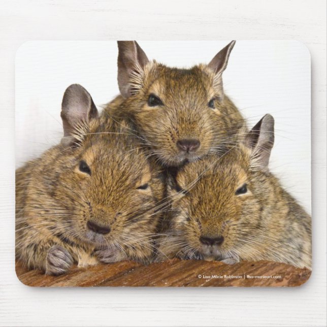 Dösendes Degu Trio Mousepad (Vorne)