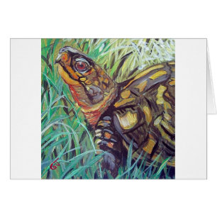 Dosenschildkröte