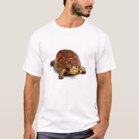 Dosenschildkröte